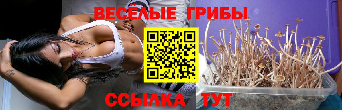 Галлюциногенные грибы Psilocybe Фролово